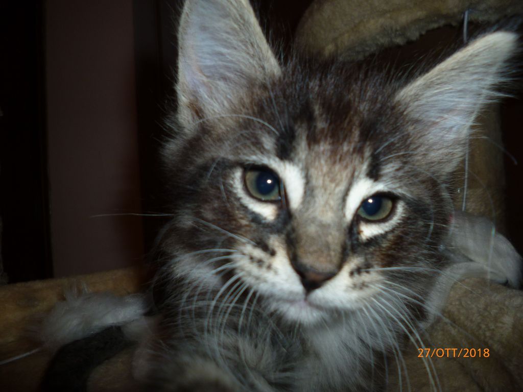 Gatti Norvegesi - cuccioli