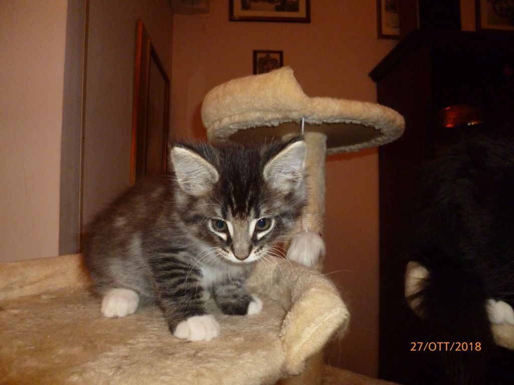 Gatti Norvegesi - cuccioli