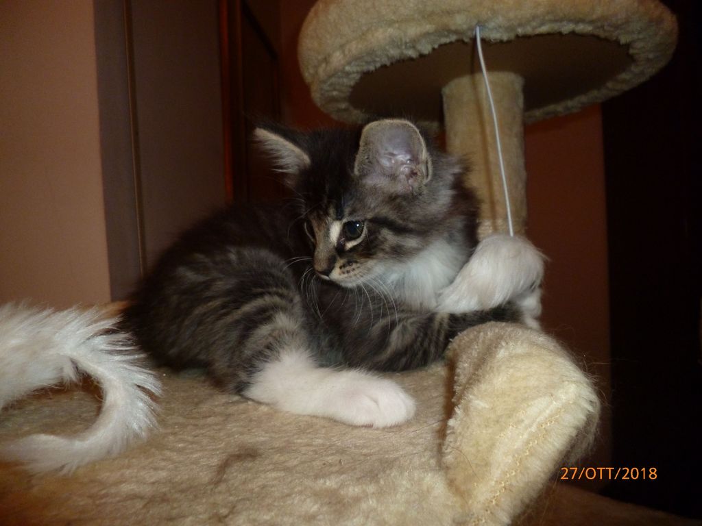 Gatti Norvegesi - cuccioli