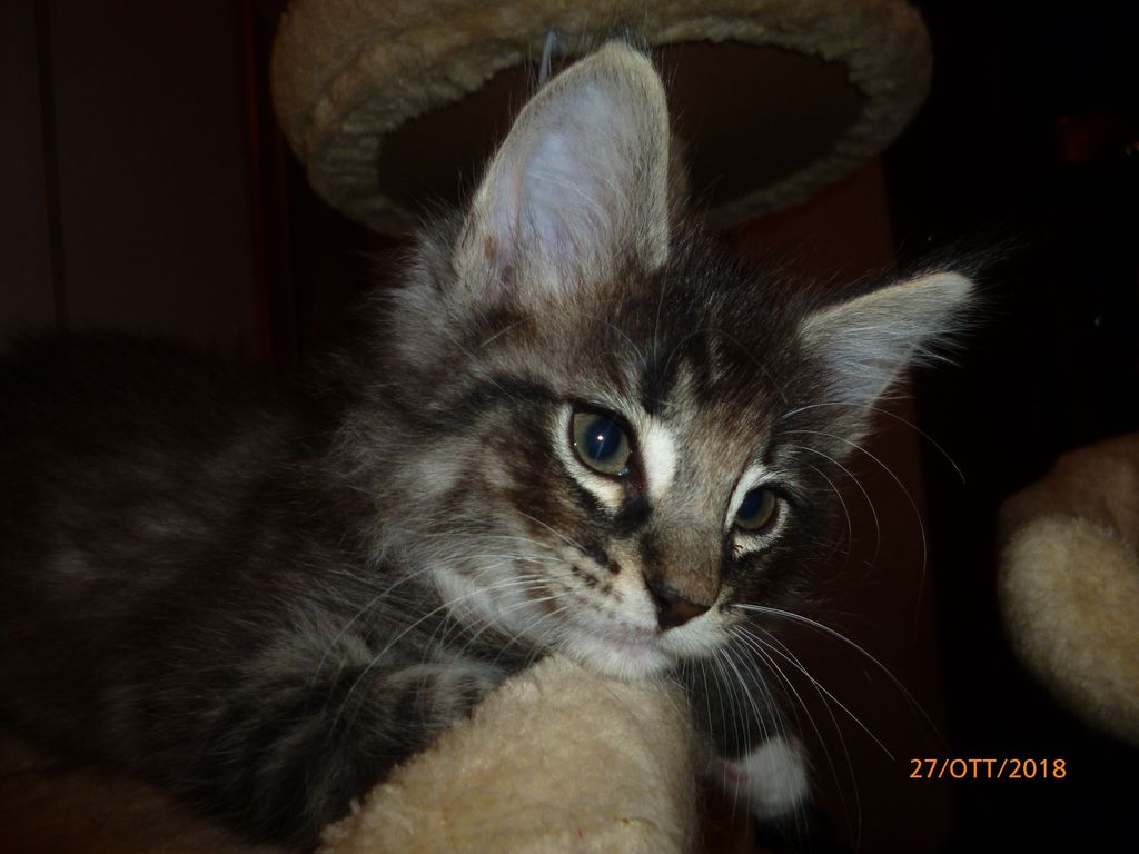 Gatti Norvegesi - cuccioli