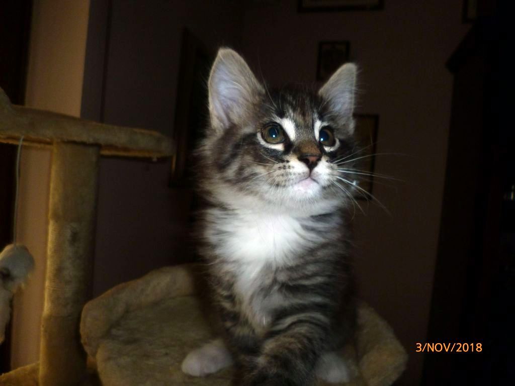 Gatti Norvegesi - cuccioli