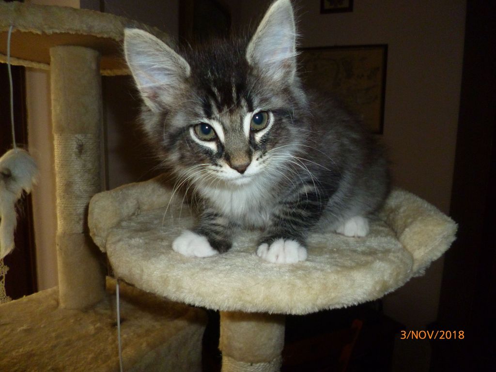 Gatti Norvegesi - cuccioli