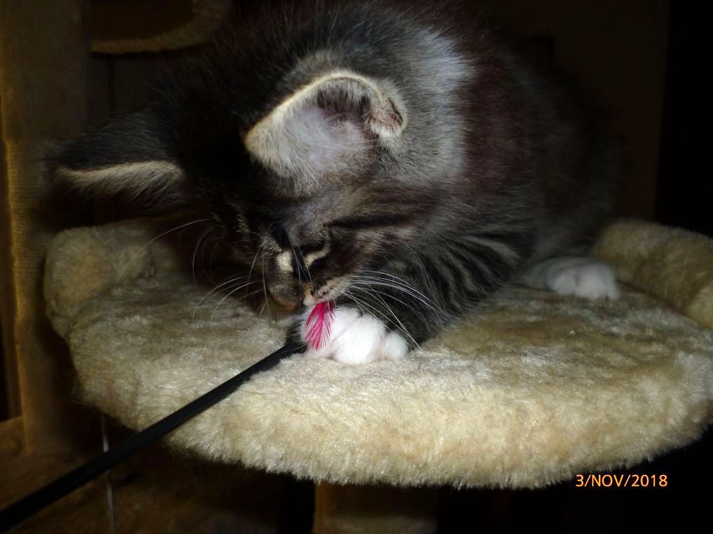 Gatti Norvegesi - cuccioli