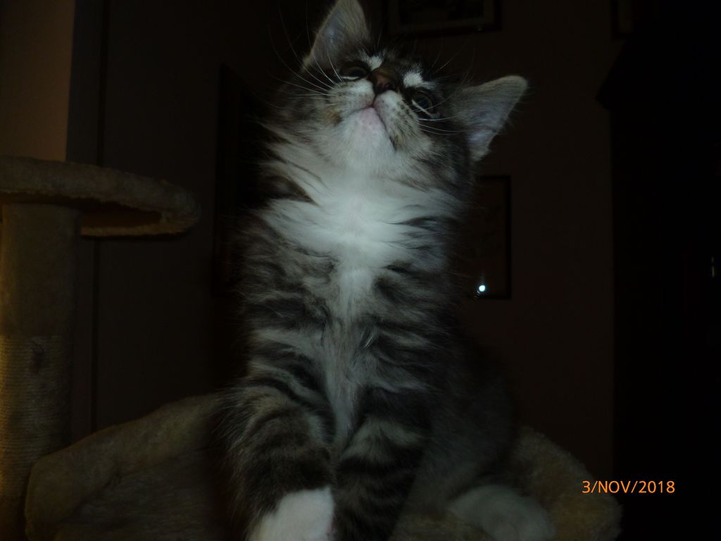 Gatti Norvegesi - cuccioli