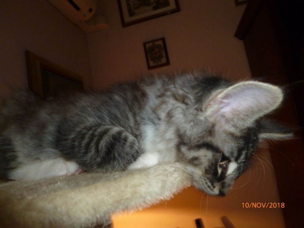 Gatti Norvegesi - cuccioli