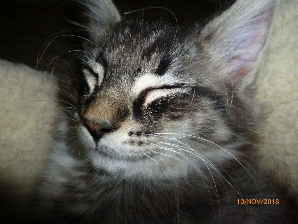 Gatti Norvegesi - cuccioli