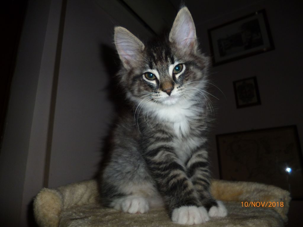 Gatti Norvegesi - cuccioli