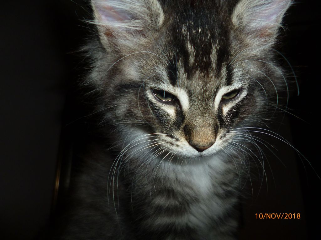 Gatti Norvegesi - cuccioli