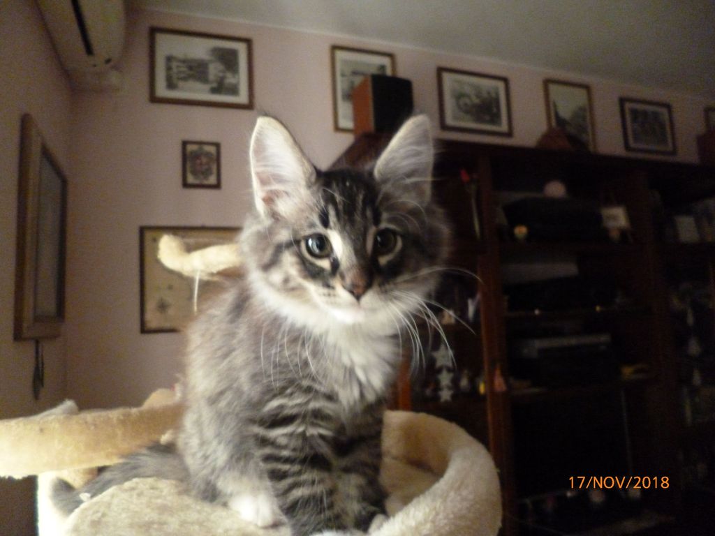 Gatti Norvegesi - cuccioli