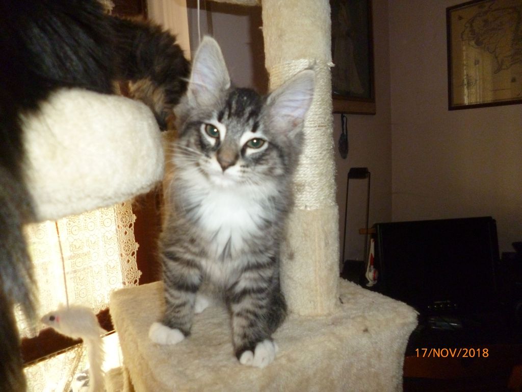 Gatti Norvegesi - cuccioli
