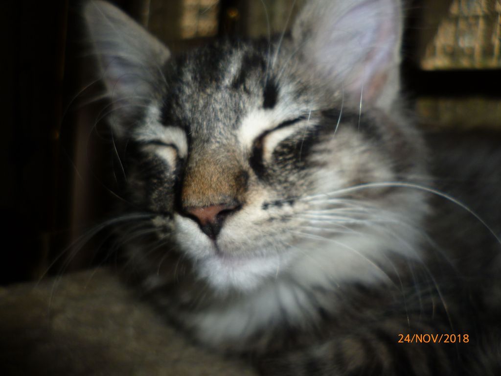 Gatti Norvegesi - cuccioli
