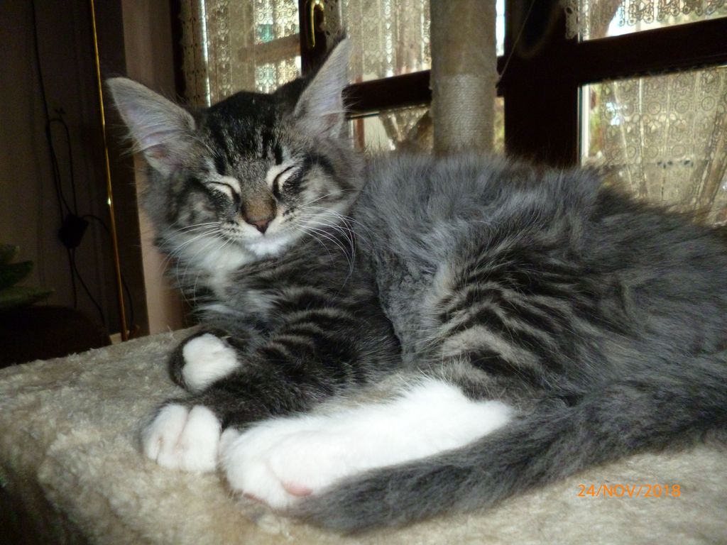 Gatti Norvegesi - cuccioli