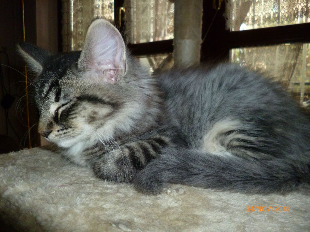 Gatti Norvegesi - cuccioli