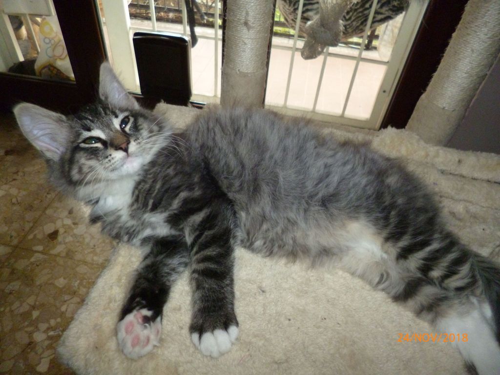 Gatti Norvegesi - cuccioli