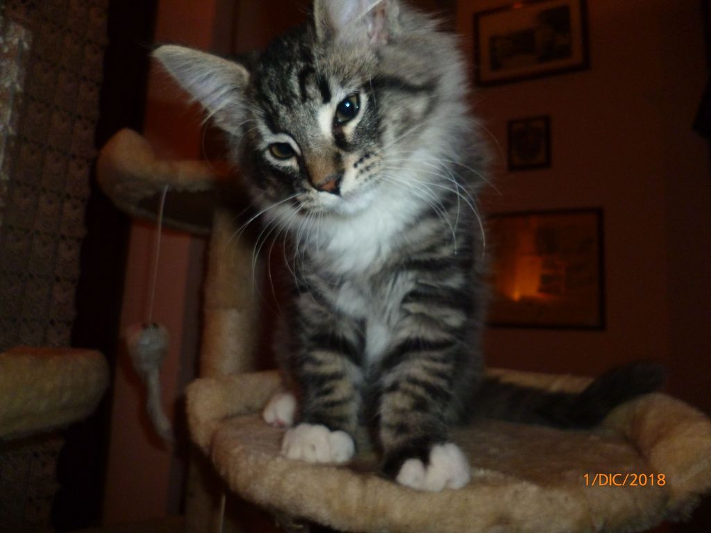 Gatti Norvegesi - cuccioli