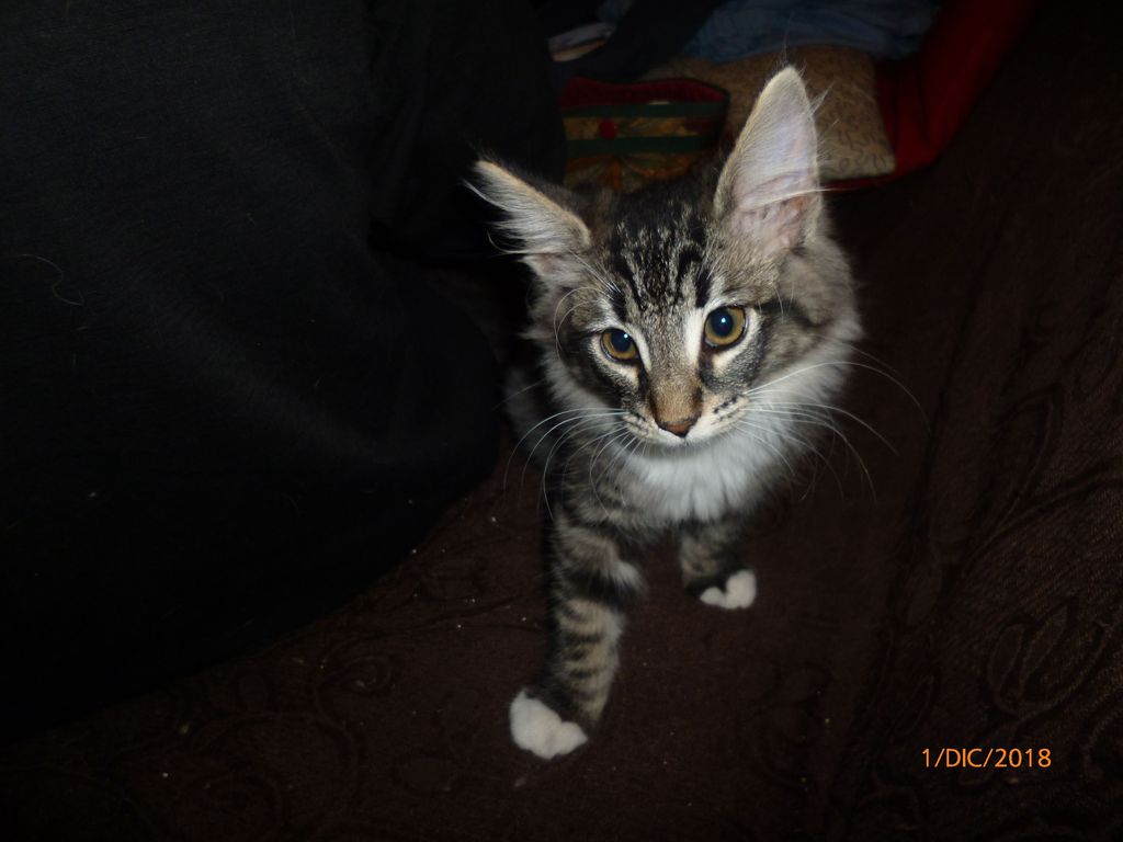 Gatti Norvegesi - cuccioli