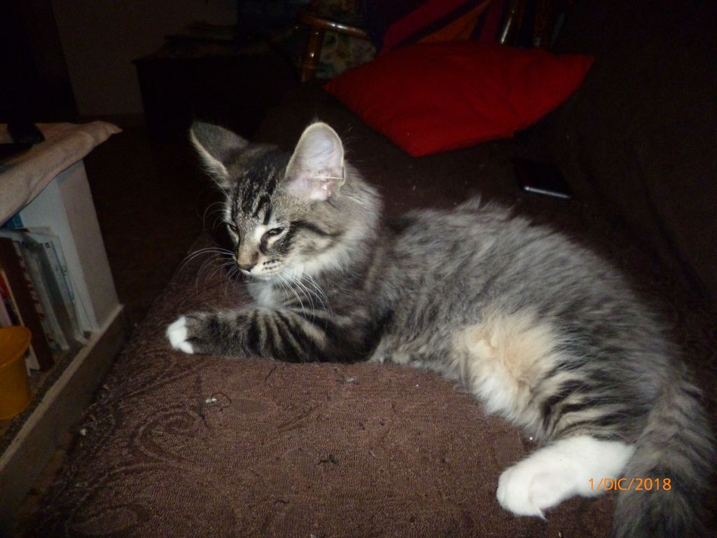 Gatti Norvegesi - cuccioli