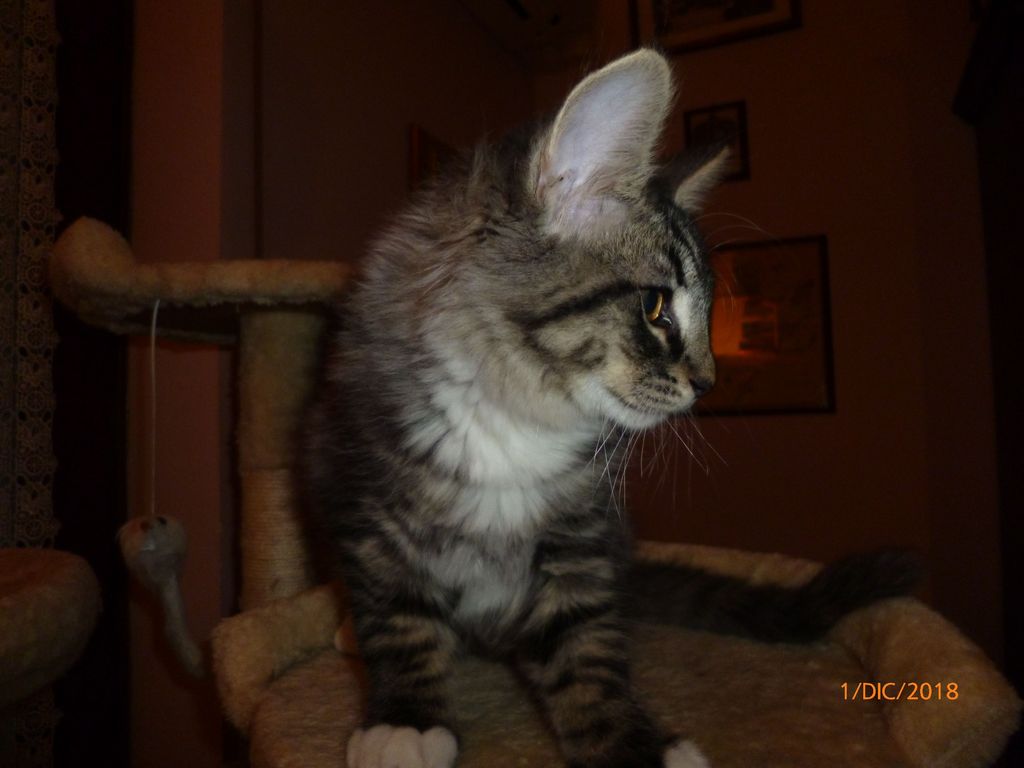Gatti Norvegesi - cuccioli