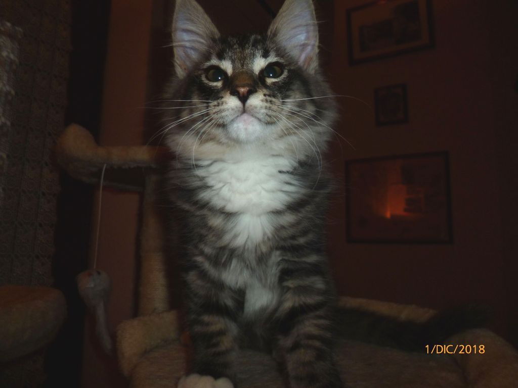 Gatti Norvegesi - cuccioli