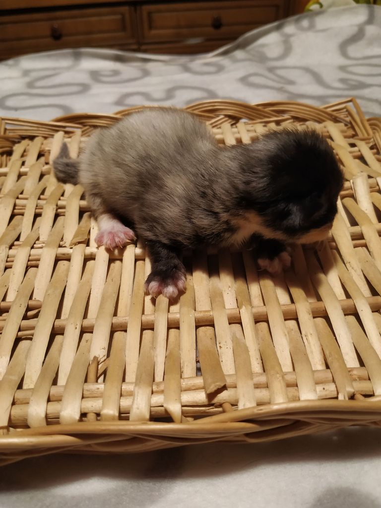 Gatti Norvegesi - cuccioli