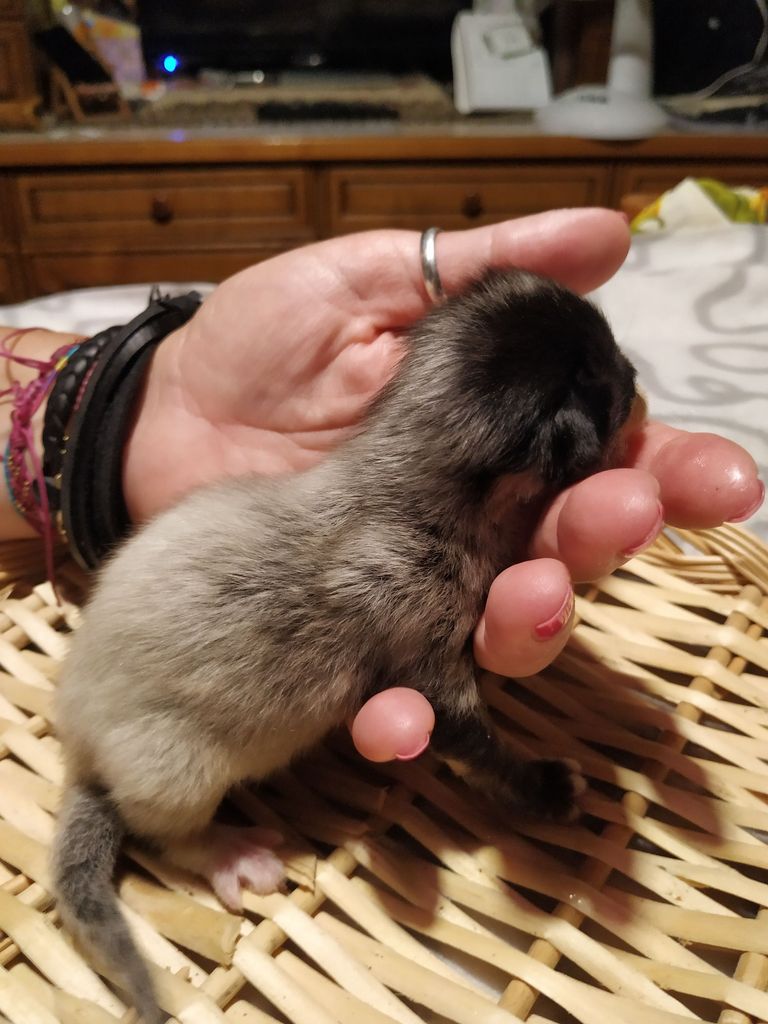 Gatti Norvegesi - cuccioli