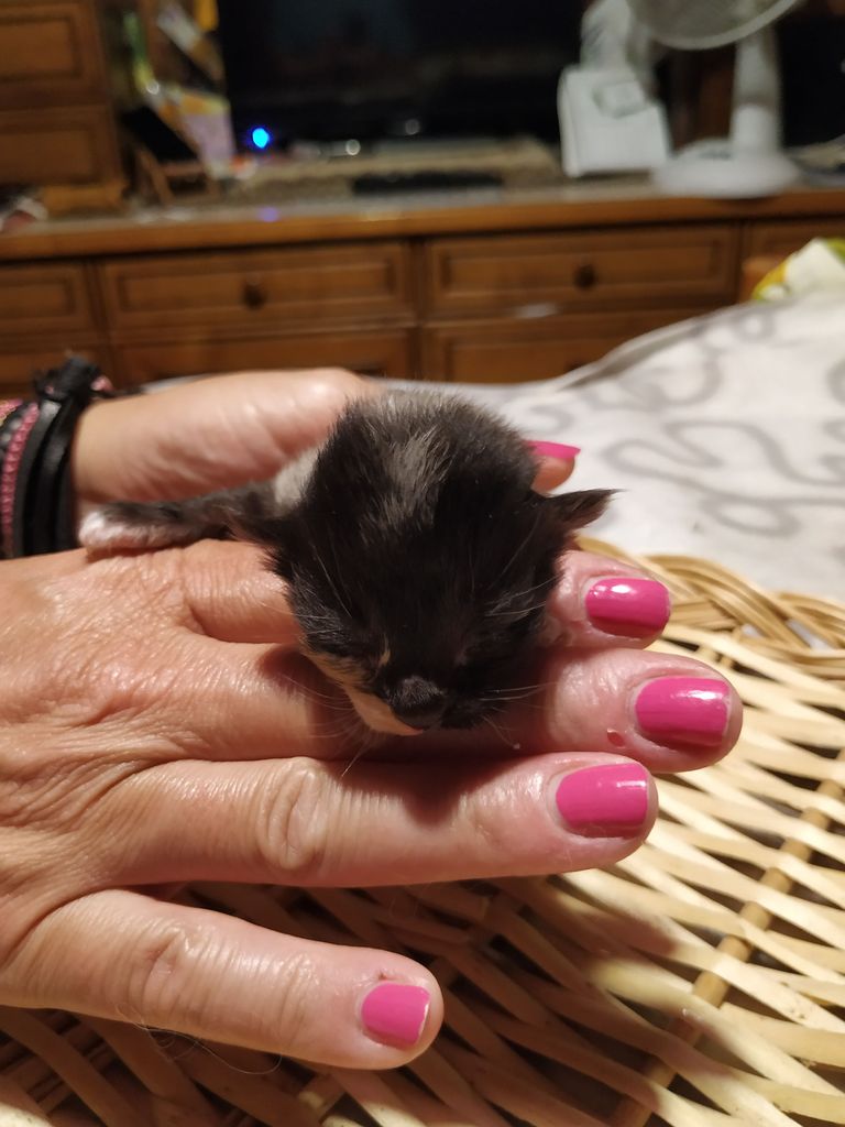 Gatti Norvegesi - cuccioli