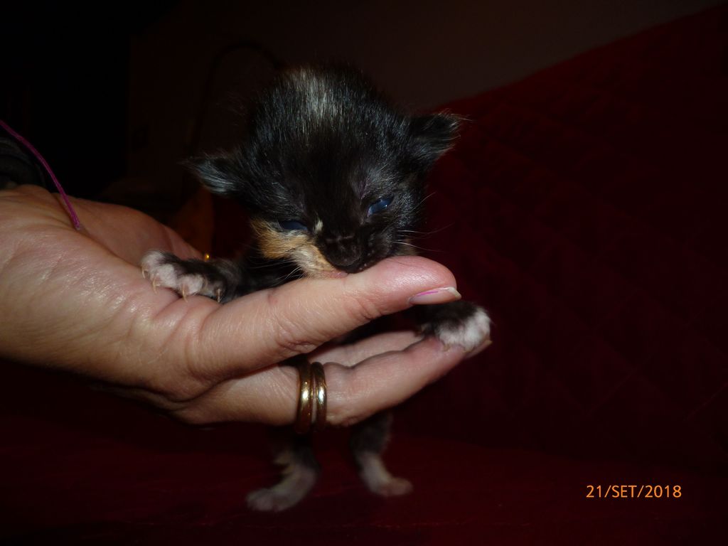 Gatti Norvegesi - cuccioli
