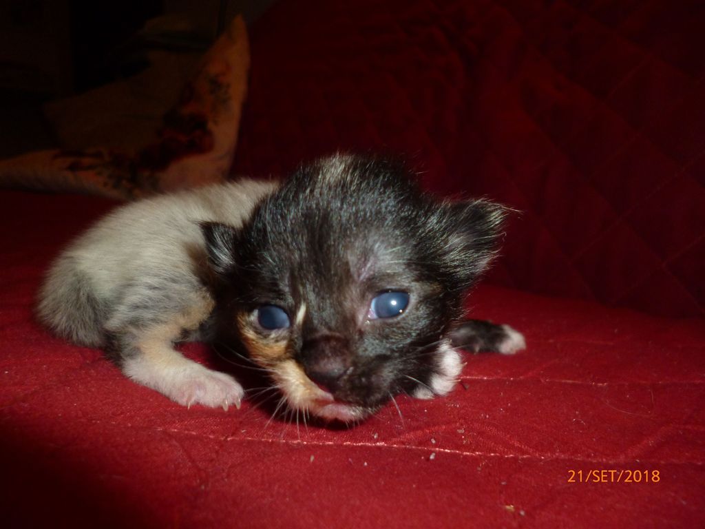 Gatti Norvegesi - cuccioli