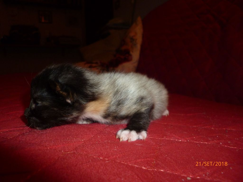 Gatti Norvegesi - cuccioli