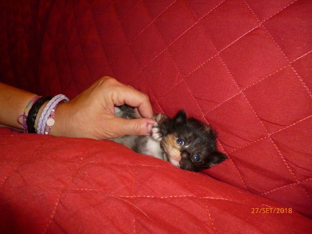 Gatti Norvegesi - cuccioli