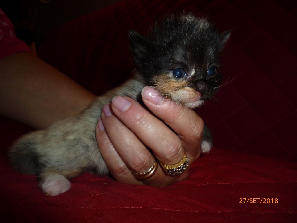 Gatti Norvegesi - cuccioli