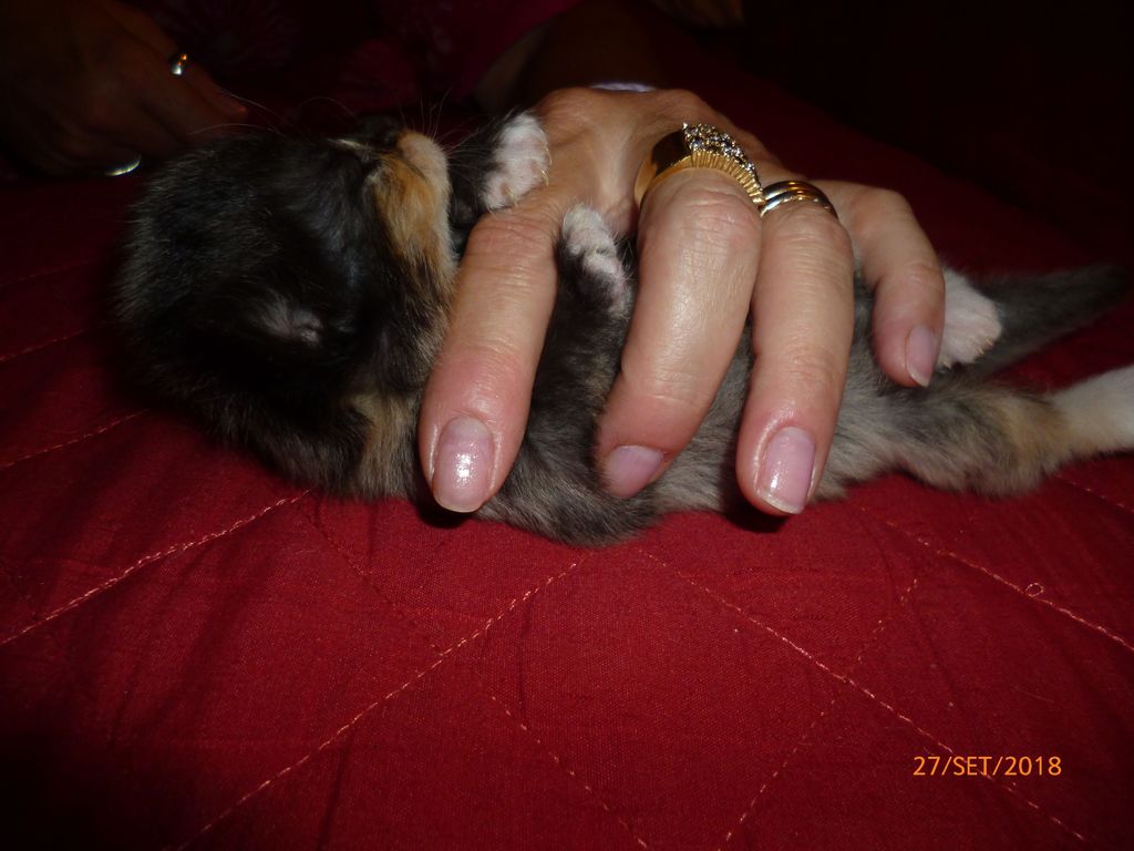 Gatti Norvegesi - cuccioli