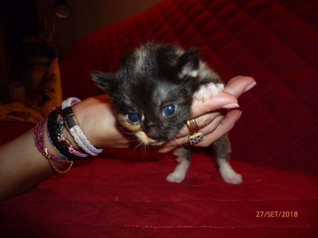 Gatti Norvegesi - cuccioli
