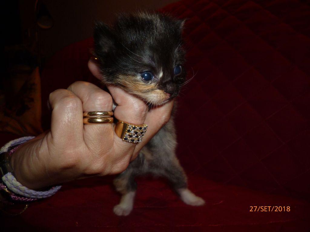 Gatti Norvegesi - cuccioli