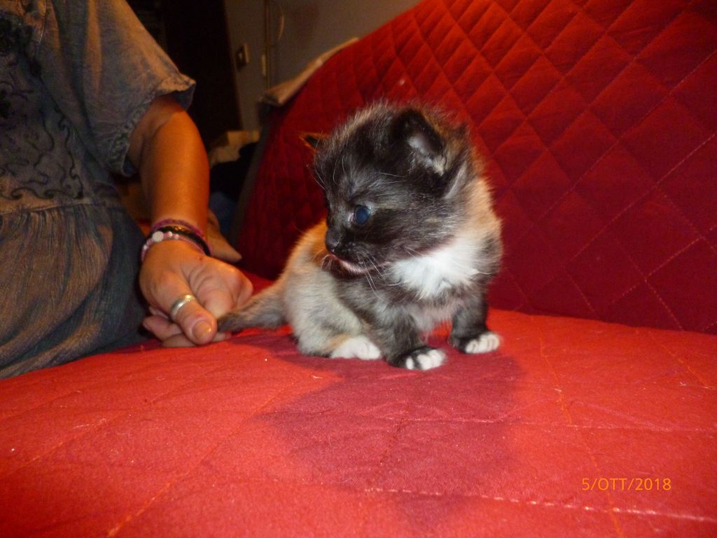 Gatti Norvegesi - cuccioli