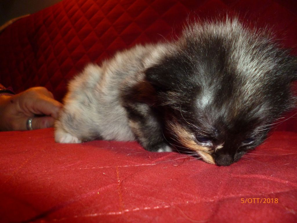 Gatti Norvegesi - cuccioli