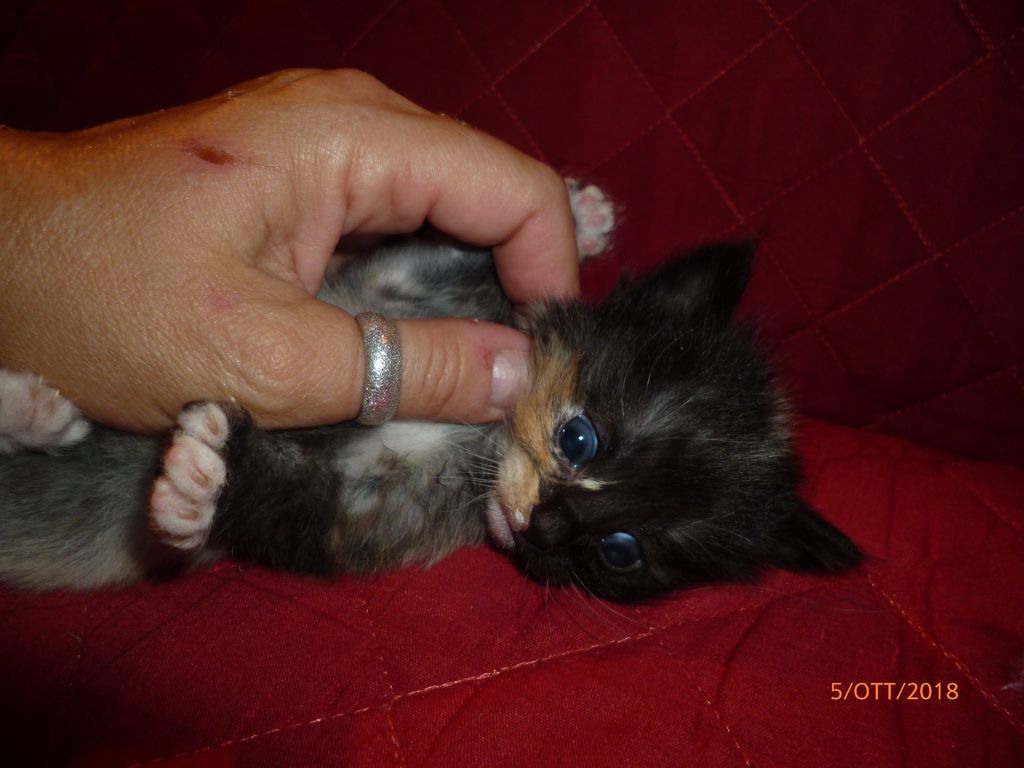 Gatti Norvegesi - cuccioli