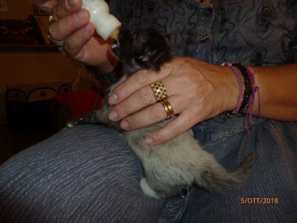 Gatti Norvegesi - cuccioli