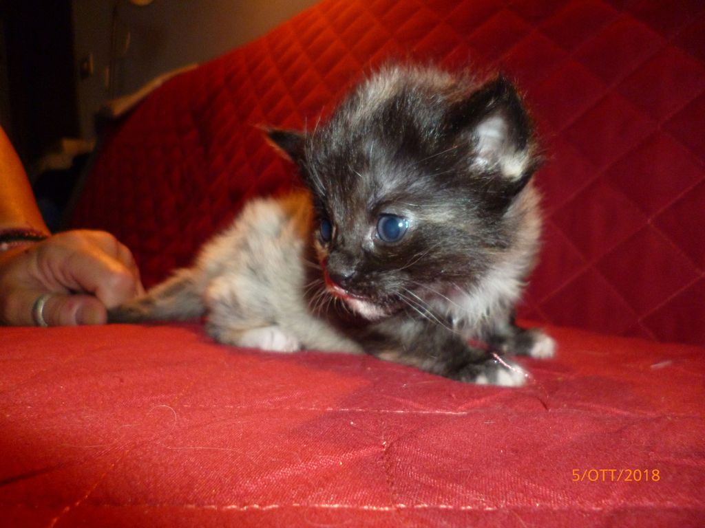 Gatti Norvegesi - cuccioli