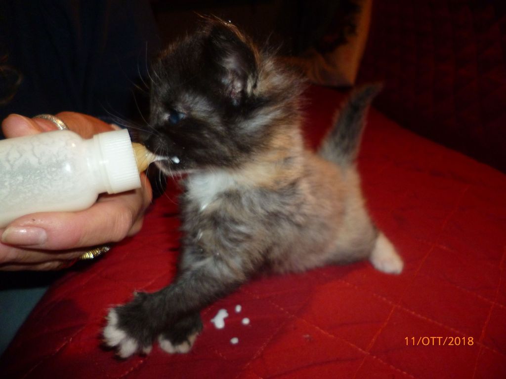 Gatti Norvegesi - cuccioli