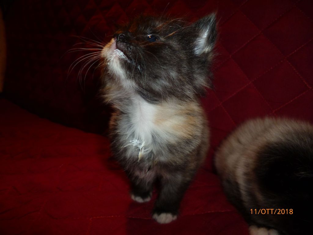 Gatti Norvegesi - cuccioli