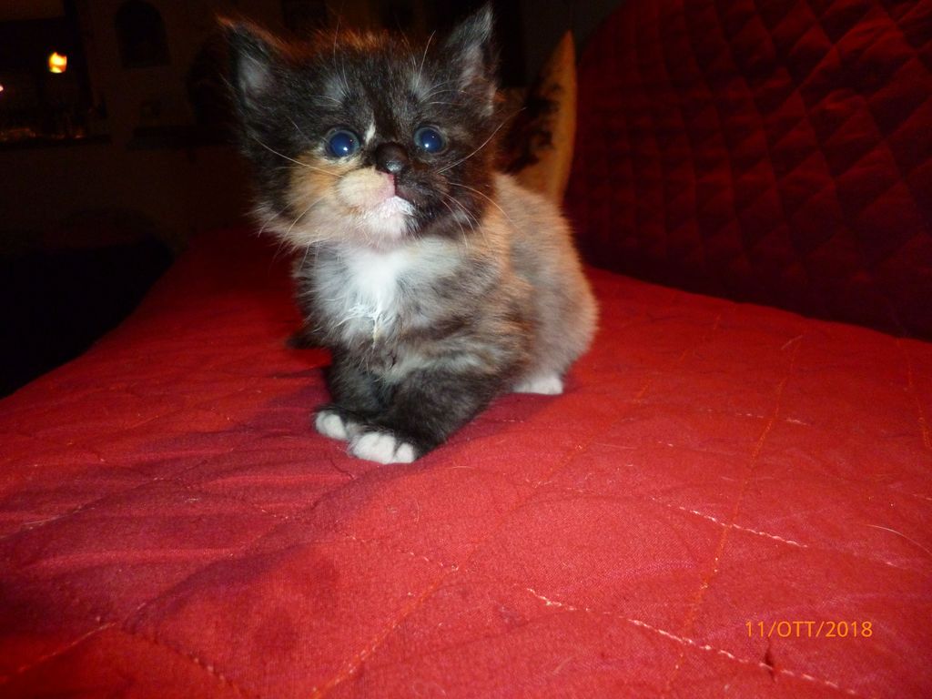 Gatti Norvegesi - cuccioli