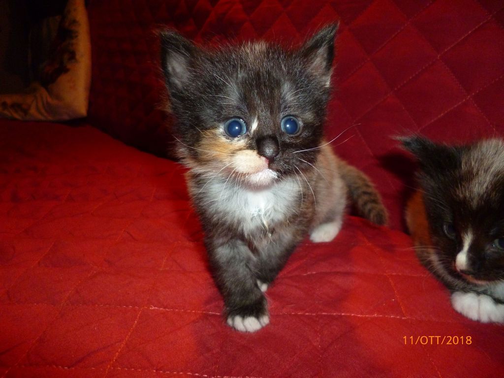 Gatti Norvegesi - cuccioli