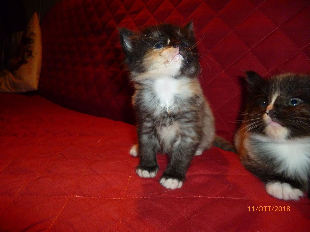 Gatti Norvegesi - cuccioli