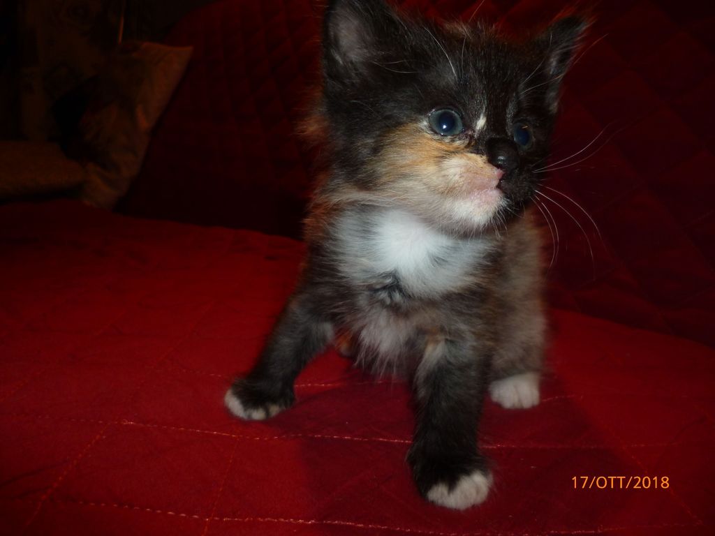 Gatti Norvegesi - cuccioli