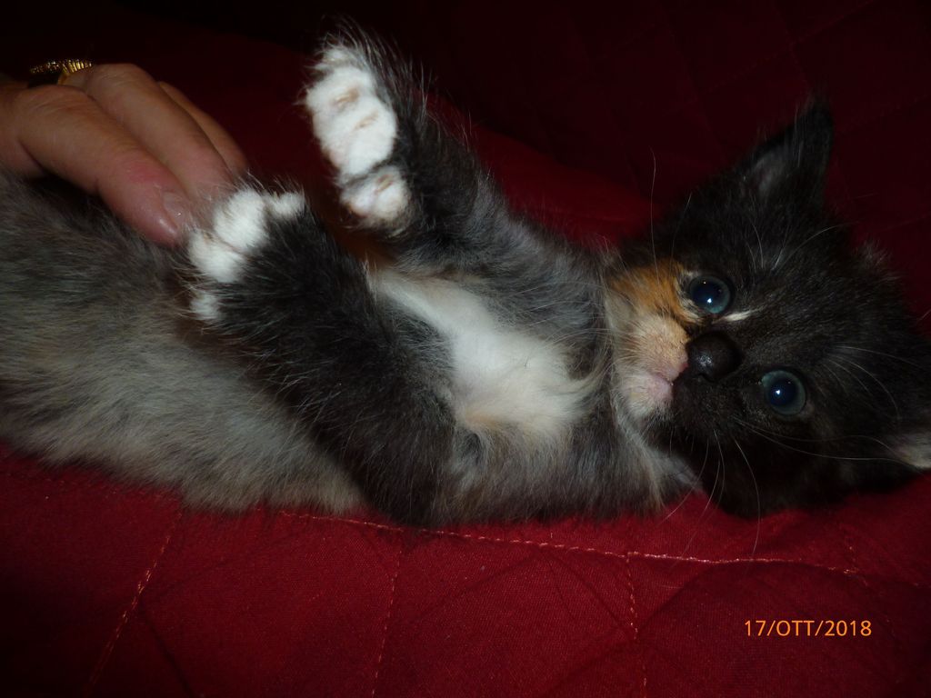 Gatti Norvegesi - cuccioli