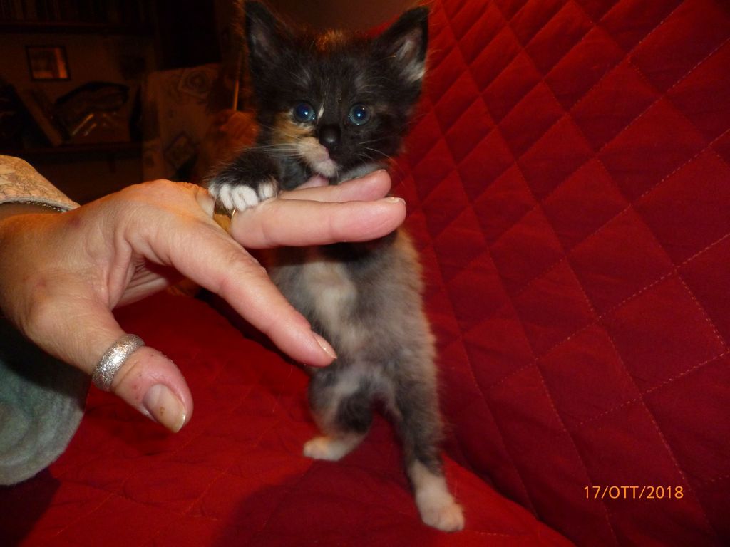 Gatti Norvegesi - cuccioli