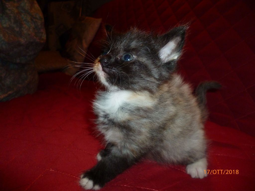 Gatti Norvegesi - cuccioli