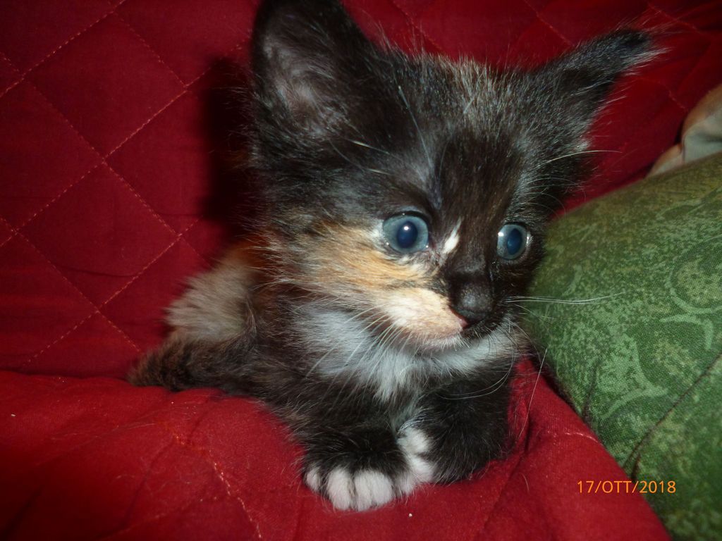 Gatti Norvegesi - cuccioli