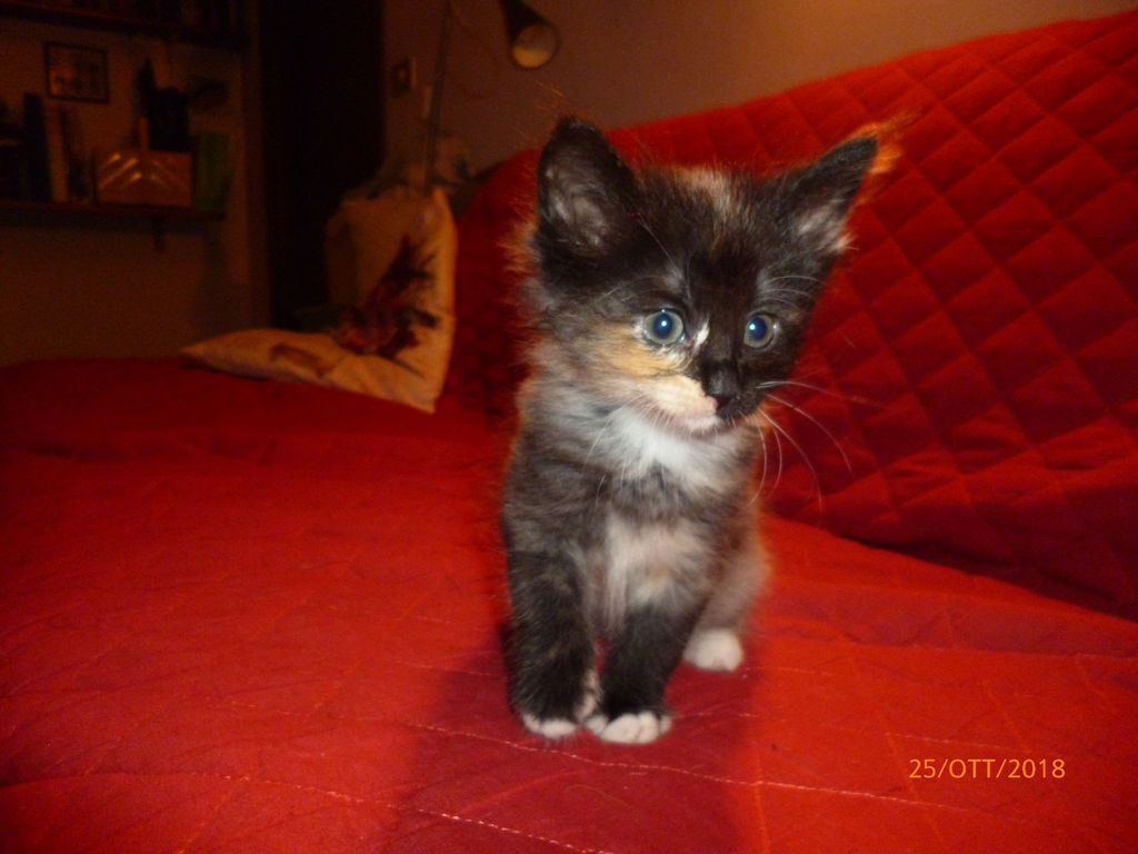 Gatti Norvegesi - cuccioli